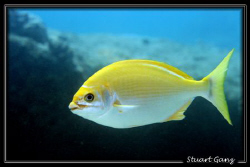 "Yellow Chub" In old Hawaii it was regarded as the Queen ... by Stuart Ganz 